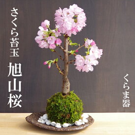 苔玉 桜 旭山桜 あさひやまさくら くらま器セット 八重の桜 かわいい 花咲くこけだま コケ玉 ギフト初めての盆栽 誕生日 新入学 新築祝い 時間 苔 こけ コケダマ こけ玉 こけだま アサヒヤマサクラ サクラ 八重桜 ヤエザクラ