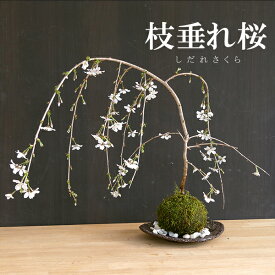 苔玉・枝垂れ桜（富士桜）器セット（くらま器）時間 苔 こけ コケダマ こけ玉 こけだま しだれざくら シダレザクラ ふじさくら フジサクラ 桜 さくら サクラ