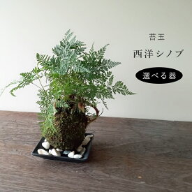 苔玉 涼しげな葉が魅力のシダ植物 シノブの苔玉 選べる器セット 敷石つき 黒備前 黒角器 手軽 初心者 入門 苔 こけだま 苔 こけ コケ コケダマ こけ玉 観葉植物
