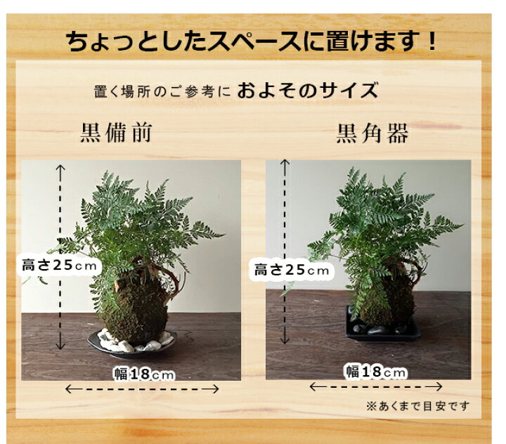 楽天市場】苔玉 涼しげな葉が魅力のシダ植物 シノブの苔玉 選べる器 