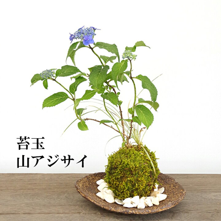 楽天市場 現在花なし 苔玉 ヤマアジサイの寄せ植え苔玉 くらま岩器 敷石つき くらま岩 風合い 山紫陽花 母の日 ５月開花 贈り物 こけだま コケダマ 苔 こけ コケ やまあじさい 紫陽花 山紫陽花 みどり屋 和草 楽天市場店