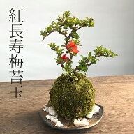 苔玉 紅長寿梅 ベニチョウジュバイ 黒備前器 敷石セット花咲くこけだま コケ玉 ギフト初めての盆栽 誕生…