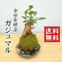 父の日 ギフト父の日 ギフト可愛い 苔 玉 ガジュマル 縁起良い 幸運の木 ユニーク 人気 沖縄 ガジュマルの苔玉・黒備前器セット 送料無料 盆栽
