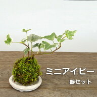 苔玉 ミニアイビー（ヘデラ）の苔玉・器セット 手のひらサイズでも本格的 一年中葉を楽しめる おためしこ…