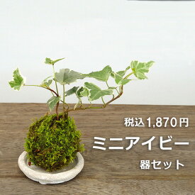 楽天市場 苔 玉の通販