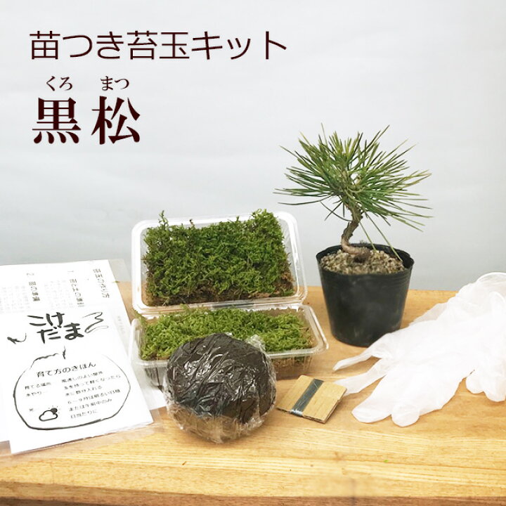 楽天市場 苔玉作成キット 植物苗がついている 苔玉キット 苗付 黒松 クロマツ 手作り 初心者 こけだまの材料 かんたん作成キット 苗 苔 苔 玉用に配合した土 糸 作り方のしおりセット 樹種別育て方のしおりセット 松 まつ マツ くろまつ 苔 こけ コケダマ こけ玉