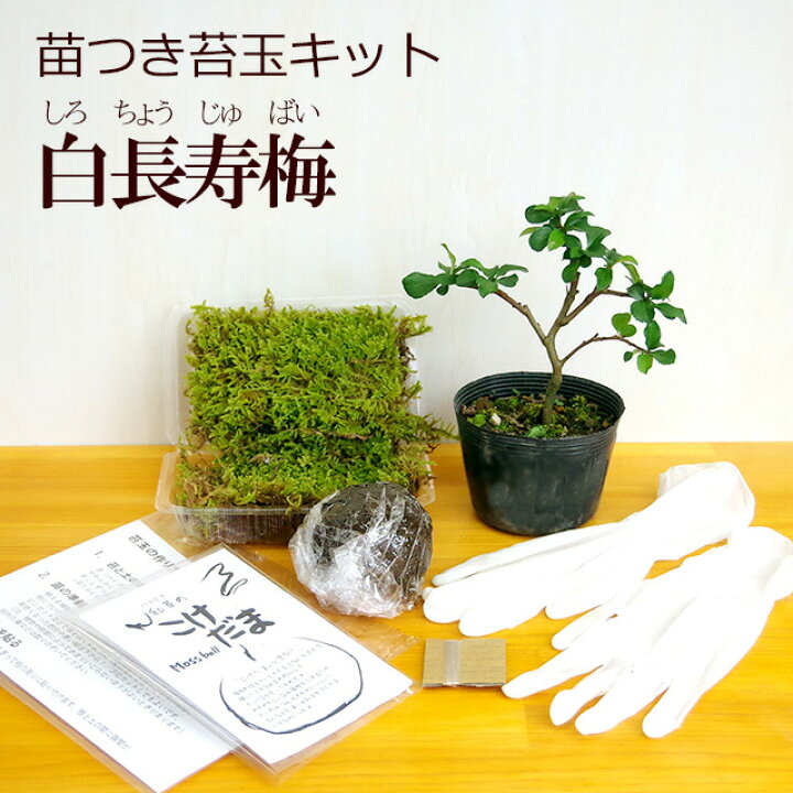 楽天市場 苔玉作成キット 植物苗がついている 苔玉キット 苗付 白長寿梅 手作り 初心者 こけだまの材料 かんたん作成キット 苗 苔 苔 玉用に配合した土 糸 作り方のしおりセット 樹種別育て方のしおりセット こけだま コケダマ 苔 こけ コケ みどり屋 和草 楽天