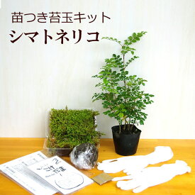 父の日 苔玉作成キット 植物苗がついている 苔玉キット 苗付（シマトネリコ） 手作り 初心者 こけだまの材料 かんたん作成キット 苗・苔・苔玉用に配合した土・糸・作り方のしおり・樹種別育て方のしおりセット 苔 こけ コケ コケダマ こけ玉 しまとねりこ