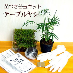 苔 盆栽 キットの人気商品 通販 価格比較 価格 Com 苔 盆栽 キットの人気商品 通販 価格比較 価格 Com