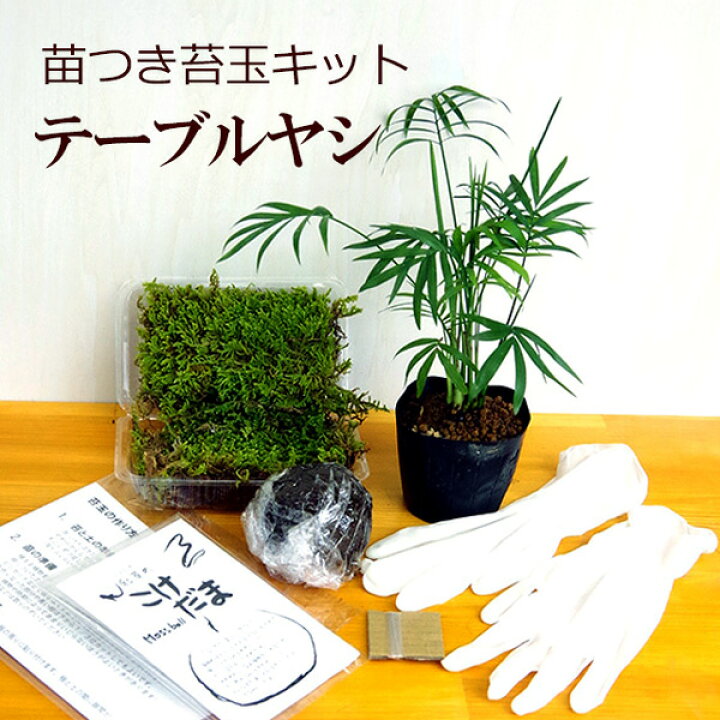 楽天市場 苔玉作成キット 植物苗がついている 苔玉キット 苗付 テーブルヤシ 手作り 初心者 こけだまの材料 かんたん作成キット 苗 苔 苔 玉用に配合した土 糸 作り方のしおりセット 樹種別育て方のしおりセット こけだま 苔 こけ コケ コケダマ こけ玉 吊り苔玉