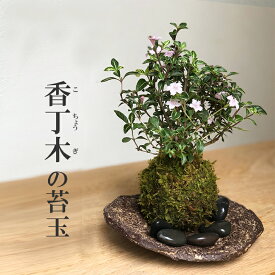 苔玉 香丁木（コチョウギ）の苔玉 くらま岩器 敷石つき くらま岩 風合い 器セット 香丁木（コチョウギ）の苔玉 くらま岩器 敷石つき くらま岩 風合い 器セット 「プレゼント」にぴったりの苔玉です。