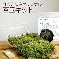 苔玉キット つくり方説明書付 ハイゴケ 手作り 初心者 こけだまの材料 かんたん作成キット 苔・苔玉用に…