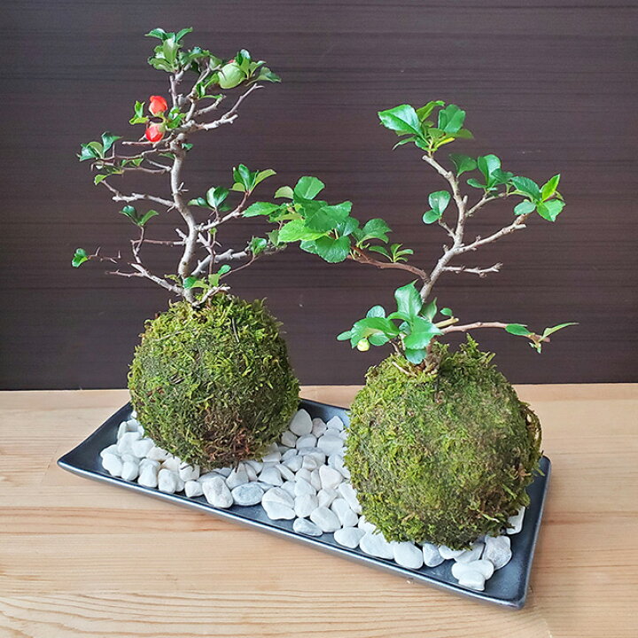 楽天市場 苔玉 紅白長寿梅 チョウジュバイ 器 敷石セット花咲くこけだま コケ玉 ギフト初めての盆栽 父の日 母の日 誕生日 新入学 新築祝いこけだま コケダマ 苔 こけ コケ みどり屋 和草 楽天市場店