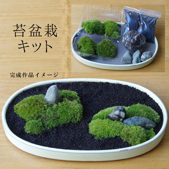 楽天市場】盆栽苔が主役の苔盆栽！材料すべてお届けします 苔盆栽 