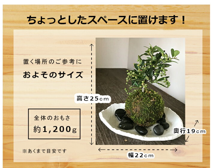 楽天市場 苔玉 盆栽 ピラカンサのこけ玉 白楕円粉引器 花が咲く 白花 実がなる お正月 たわわ 常緑 一年中楽しめる 敷石つき 鞍馬岩 風合い ピラカンサス Kokedama 苔 こけ コケ ぴらかんさ こけだま コケダマ みどり屋 和草 楽天市場店
