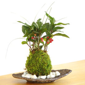 苔玉 現在実なし 赤い実ヤブコウジ（十両）斑入り竜のひげ くらま岩器 敷石つき くらま岩 風合い 縁起のいい植物として知られるヤブコウジを苔玉に 寄せ植え苔玉 苔 こけ コケ コケダマ こけだま こけ玉 やぶこうじ