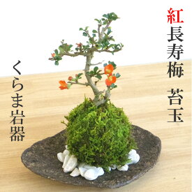 現在花なし 苔玉 紅長寿梅 ベニチョウジュバイ ・くらま岩器・敷石セット花咲くこけだま コケ玉 ギフト初めての盆栽 父の日 母の日 誕生日 新入学 新築祝いこけだま コケダマ 苔 こけ コケ