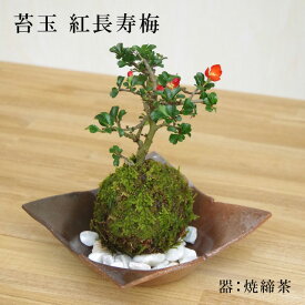 父の日 現在花なし 苔玉 紅長寿梅 ベニチョウジュバイ ・ 焼締茶器・敷石セット 花咲くこけだま コケ玉 縁起良い ギフト初心者 初めてのこけ玉 誕生日 新入学 新築祝い 育てやすい 四季咲き 縁起物 還暦祝い 結婚祝いこけだま コケダマ 苔 こけ コケ