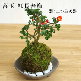 父の日 現在花なし 苔玉 長寿梅 紅花コケ玉 長寿梅 ベニチョウジュバイ ・三つ足灰器・敷石セット 花咲くこけだま コケ玉 縁起良い 初めてのこけ玉 誕生日 新入学 新築祝い 育てやすい 四季咲き 縁起物 還暦祝い 結婚祝い こけだま コケダマ 苔 こけ コケ