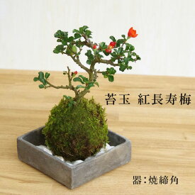 苔玉 紅長寿梅 ベニチョウジュバイ ・ 焼締角器・敷石セット 花咲くこけだま 花咲くこけだま コケ玉 縁起良い 初めてのこけ玉 誕生日 新入学 新築祝い 育てやすい 四季咲き 縁起物 還暦祝い 結婚祝い こけだま コケダマ 苔 こけ コケ