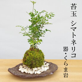 父の日 涼しげな葉が苔とよくあいます シマトネリコの苔玉・くらま岩器セット 苔 こけ コケ コケダマ こけ玉 しまとねりこ