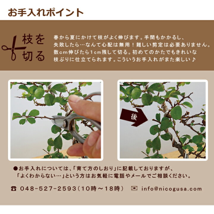 楽天市場 すぐ作れる 苗付き盆栽キット 白長寿梅 の盆栽キット ボケ 草ボケ 木瓜 チョウジュバイ 自然 万古焼 朱深丸鉢 四季咲き 盆栽の作り方つき 育て方つき お手入れ相談 電話 メールサポート 硬質赤玉土 桐生砂 盆栽の土 ヤマゴケ おうち時間 巣ごもり ぼんさい
