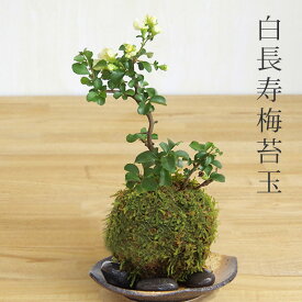 父の日 現在花なし 苔玉 白長寿梅 シロチョウジュバイ ・黒備前器・敷石セット花咲くこけだま コケ玉 ギフト初めての盆栽 誕生日 新入学 新築祝い 送料無料 こけだま コケダマ 苔 こけ コケ