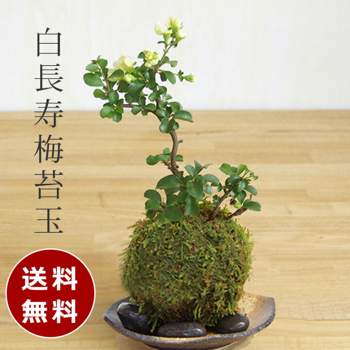 楽天市場 落葉中 苔玉 白長寿梅 シロチョウジュバイ 黒備前器 敷石セット花咲くこけだま コケ玉 ギフト初めての盆栽 父の日 母の日 誕生日 新入学 新築祝い 送料無料 こけだま コケダマ 苔 こけ コケ みどり屋 和草 楽天市場店