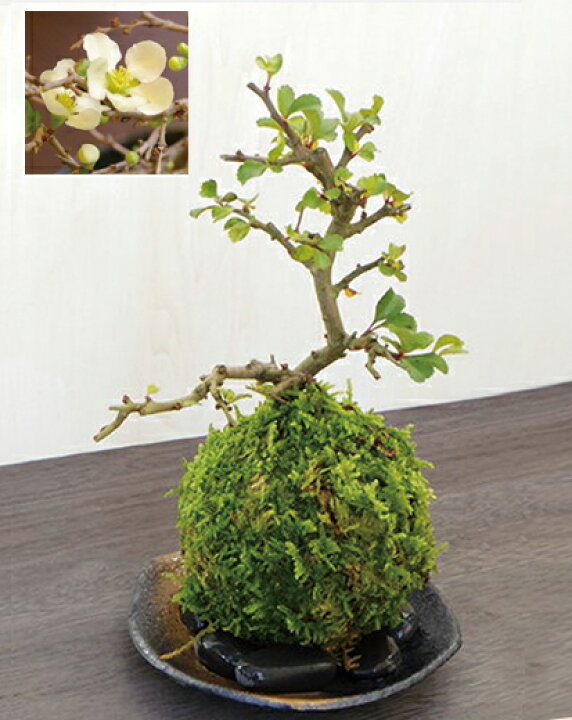 楽天市場】苔玉 白長寿梅 シロチョウジュバイ ・黒備前器・敷石セット花咲くこけだま コケ玉 ギフト初めての盆栽 父の日 母の日 誕生日 新入学 新築祝い 送料無料 こけだま コケダマ 苔 こけ コケ : みどり屋 和草 楽天市場店 楽天市場】苔玉 白長寿梅 シロチョウジュバイ ・黒備前器・敷石セット花咲くこけだま コケ玉 ギフト初めての盆栽 父の日 母の日 誕生日 新入学 新築祝い 送料無料 こけだま コケダマ 苔 こけ コケ : みどり屋 和草 楽天市場店
