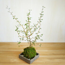 苔玉 ソフォラ プロスタータ メルヘンの木 かわいい 焼締角器セット 名古屋 陶房・歩知歩智敷石つき ユニークな樹形 インテリア プレゼント かわいい スタイリッシュ おしゃれ 北欧 デザイン 観葉植物 モダン盆栽 小さい葉 ジグザク 苔 こけ コケ コケダマ こけ玉
