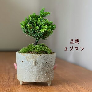 盆栽 蝦夷松 エゾマツ ミニ盆栽 てのひら盆栽 小品盆栽 常緑 不老長寿 縁起物 一年中緑 還暦祝 長寿 真山茜 エゾ松 ぼんさい ボンサイ 松 まつ マツ えぞまつ
