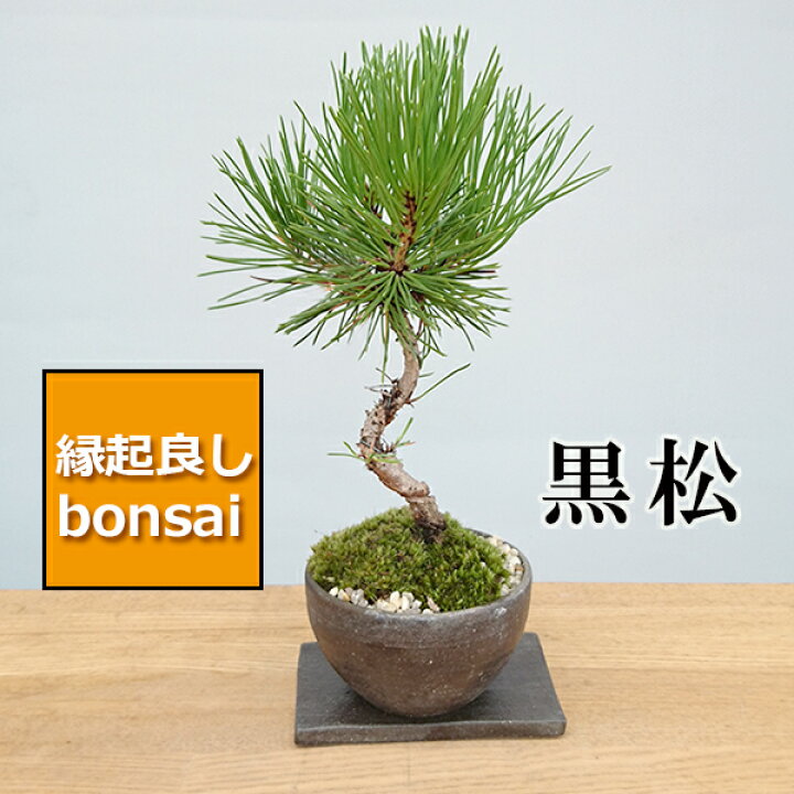 楽天市場 盆栽 日々の暮らしに憩いと安らぎを演出 黒松 くろまつ の盆栽 焼締鉢 ぼんさい ボンサイ 松 まつ マツ みどり屋 和草 楽天市場店 楽天市場 盆栽 日々の暮らしに憩いと安らぎを演出 黒松 くろまつ の盆栽 焼締鉢 ぼんさい ボンサイ 松 まつ マツ みどり屋 和草 楽天市場店