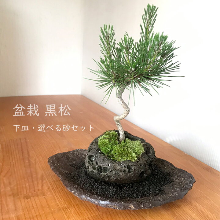 楽天市場】盆栽 黒松 軽石盆栽 飾り台 選べる敷き砂付 クロマツ 黒松  