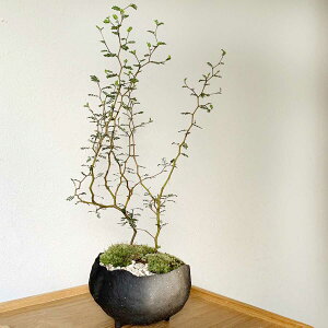 ~ ϗt~ \tH~ \tH gxr[ \tHEvX^[^ ^R YĒ w̖ vq bonsai {TC Ē CeA 킢 X^CbV  k f