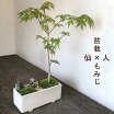 楽天市場 モミジ 肥料の通販