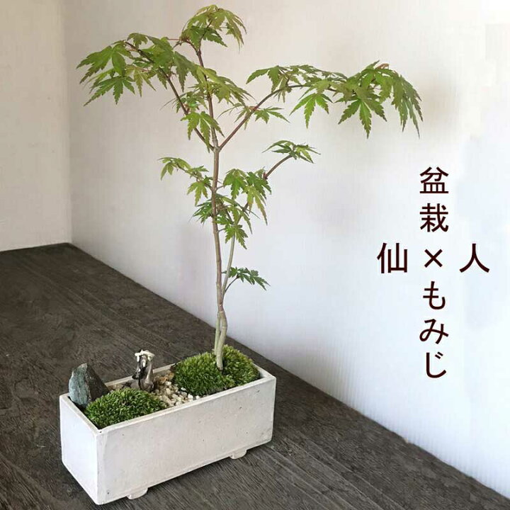 楽天市場】父の日 落葉中 盆栽 山モミジ 縮景盆栽 創作長方角鉢 仙人 