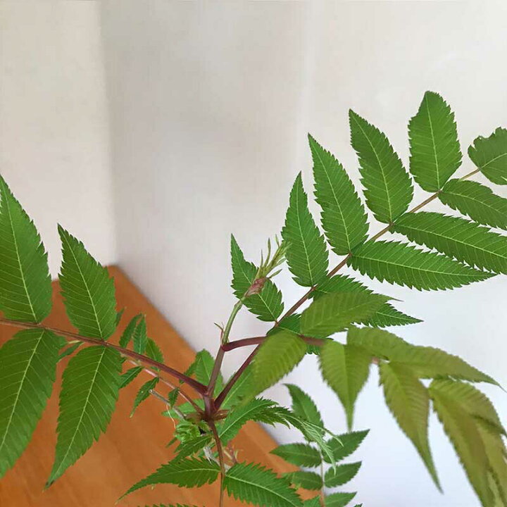 楽天市場 落葉中 盆栽 ナナカマド 作家 真山茜 炭化焼締鉢 Bonsai 育て方のしおり付 お手入れ相談 電話 メールサポート ギフト 父の日 母の日 誕生日 入学祝 ラッピング無料 肥料 モダン盆栽 苔 こけ コケ ぼんさい ボンサイ もみじ 紅葉 みどり屋 和草 楽天市場店