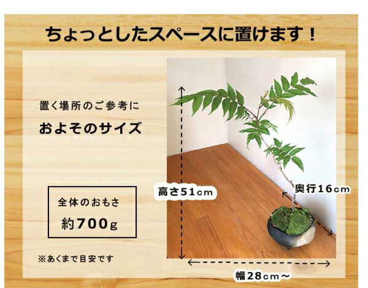 楽天市場 落葉中 盆栽 ナナカマド 作家 真山茜 炭化焼締鉢 Bonsai 育て方のしおり付 お手入れ相談 電話 メールサポート ギフト 父の日 母の日 誕生日 入学祝 ラッピング無料 肥料 モダン盆栽 苔 こけ コケ ぼんさい ボンサイ もみじ 紅葉 みどり屋 和草 楽天市場店
