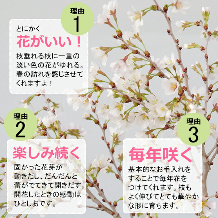 楽天市場 開花終了 盆栽 サクラ咲く 富士桜 湖上の舞 盆栽 一重の花 万古焼 白深鉢 育て方のしおり 1年分肥料つき おうち時間 巣ごもり時間 苔 こけ 桜 さくら サクラ ぼんさい ボンサイ フジサクラ ふじさくら みどり屋 和草 楽天市場店