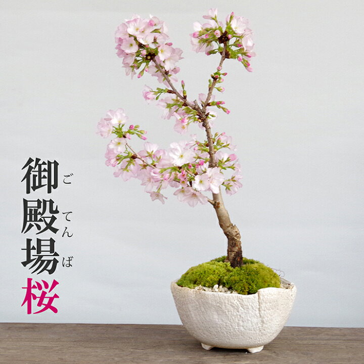 楽天市場 盆栽 サクラ咲く 御殿場桜 盆栽 一重の花 万古焼 白深鉢育て方のしおり 1年分肥料つき おうち時間 巣ごもり時間 苔 こけ 桜 さくら サクラ ぼんさい ボンサイ みどり屋 和草 楽天市場店