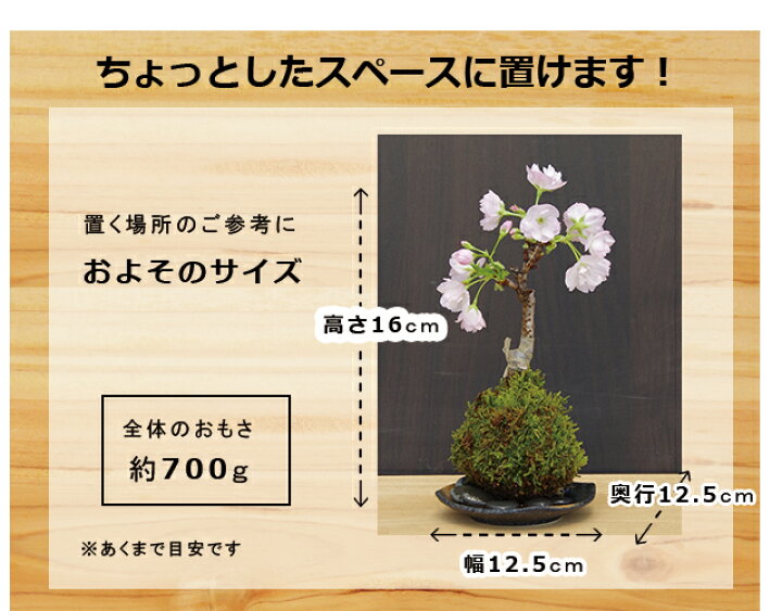 楽天市場 22年開花終了 苔玉 桜 旭山桜 あさひやまさくら 送料無料 黒備前器小サイズ 敷石セット 八重の桜 かわいい 花咲くこけだま コケ玉 ギフト初めての盆栽 父の日 母の日 誕生日 新入学 新築祝い 時間 苔 こけ コケ コケダマ こけ玉 サクラ みどり屋 和草