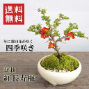 盆栽 長寿梅 紅花 花は四季咲きチョウジュバイ 紅長寿梅の盆栽(万古焼白鉢) 花咲くぼんさい ギフト初めての盆栽 草木瓜 お祝い 父の日 母の日 誕生日 新入学...