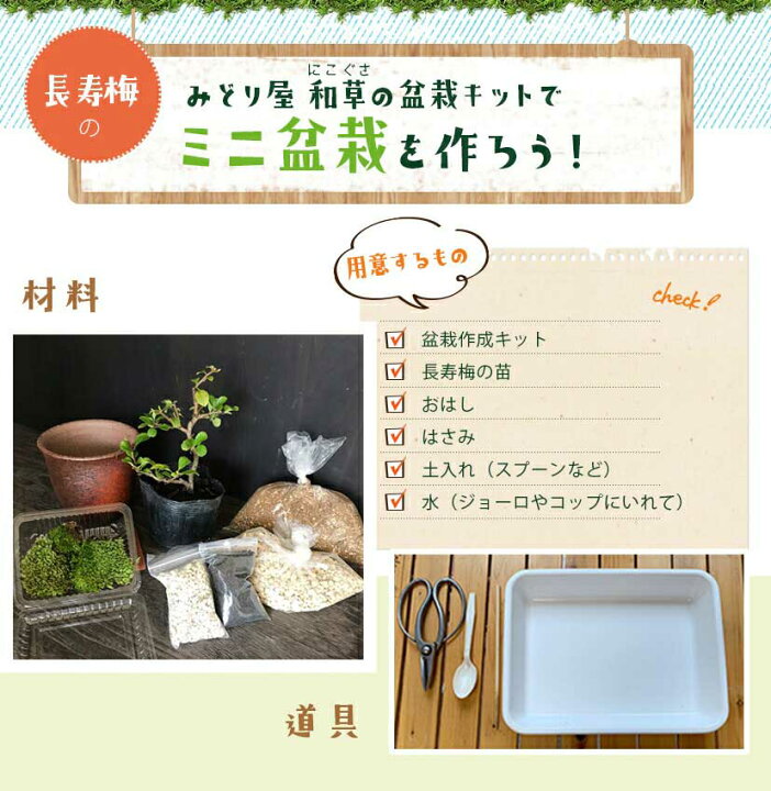楽天市場 落葉中 すぐ作れる 苗付き盆栽キット 白長寿梅 の盆栽キット ボケ 木瓜 チョウジュバイ 自然 万古焼 朱深丸鉢 四季咲き 盆栽の作り方つき 育て方つき お手入れ相談 電話 メールサポート 硬質赤玉土 桐生砂 盆栽の土 ヤマゴケ おうち時間 巣ごもり ボンサイ