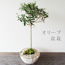 オリーブの盆栽 オリーヴ olive盆栽 万古焼白深鉢 かわいい盆栽 インテリア プレゼント かわいい スタイリッシュ おしゃれ 北欧 デザイン 観葉植物 モダン盆栽 銀色葉 ドライリーフ 新生活 模様替え 平和の象徴 ぼんさい ボンサイ