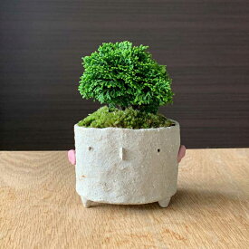 楽天市場 盆栽 種類 植物 ゴヨウマツ 五葉松 花 観葉植物 花 ガーデン Diy の通販