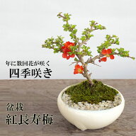 父の日 盆栽 長寿梅 紅花 花は四季咲き チョウジュバイ 四日市 万古焼白鉢 紅長寿梅 花咲く縁起良い ギフ…