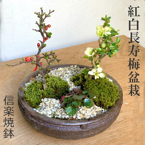 ~ ݗtp ~ g {A g~̊񂹐A~  My ԍ炭{TC bonsai Mtg߂Ă̖~ ؉Z j a Vw Vzj EFfBOMtg ڂ񂳂 {