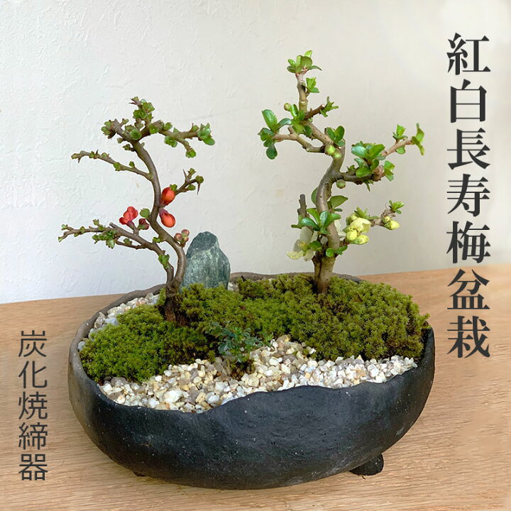 楽天市場 盆栽 長寿梅 紅白 二本植え 紅白長寿梅の寄せ植え盆栽 鉢 作家 真山茜 炭化焼締鉢 花咲くボンサイ Bonsai ギフト初めての盆栽 草木瓜 お祝い 父の日 母の日 誕生日 新入学 新築祝い ウェディングギフト ぼんさい ボンサイ みどり屋 和草 楽天市場店
