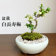 父の日 盆栽 長寿梅 白花 白長寿梅（しろちょうじゅばい）の盆栽 白長寿梅の盆栽 万古焼白鉢 長寿梅 花咲…