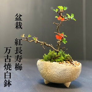 ~ ݗtp ~ g Ԃ͎lG炫`EWoC g~̖~́iÏĔ۔j ~ g ԍ炭~ Nǂ MtgS ߂Ă̖~ a Vw Vzj Ă₷ 
